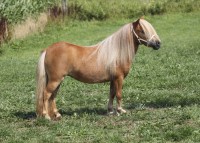 /album/fotos-kampioenen-2015/gossip-girl-of-chestnut-stable-fk5f8854-jpg/